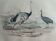 Original ornithological plate "ostrich & cassowary" - Buffon 1838