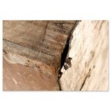 32-compartment wooden workshop cabinet