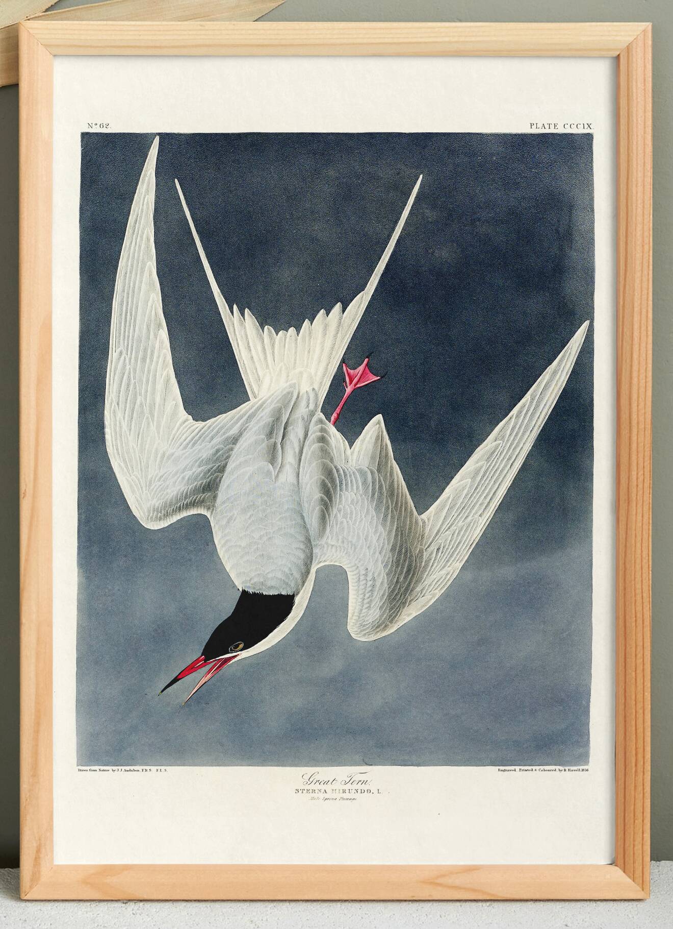 Poster about the Common Tern, based on an old engraving from 1827.