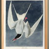 Poster about the Common Tern, based on an old engraving from 1827.