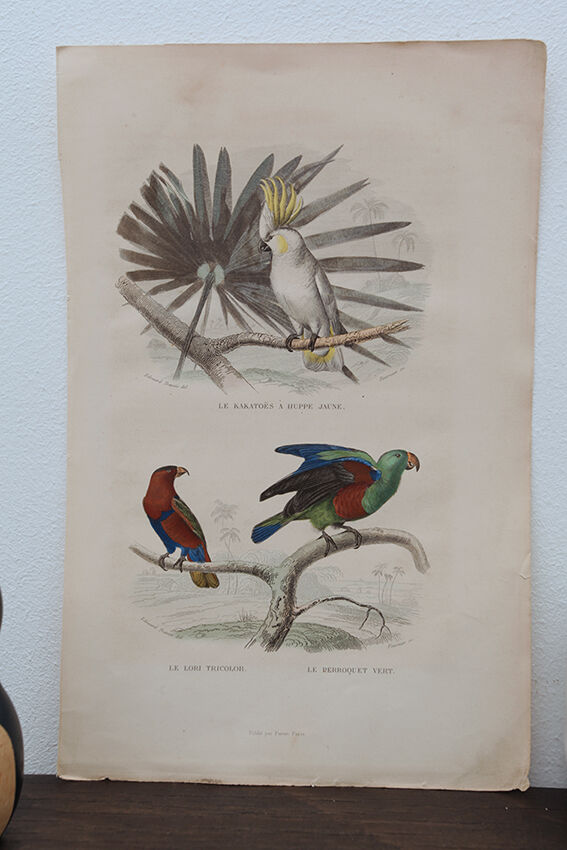 Lithography engraving vintage exotic birds