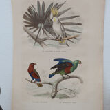 Lithography engraving vintage exotic birds