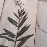 Ancient herbarium boards