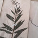 Ancient herbarium boards
