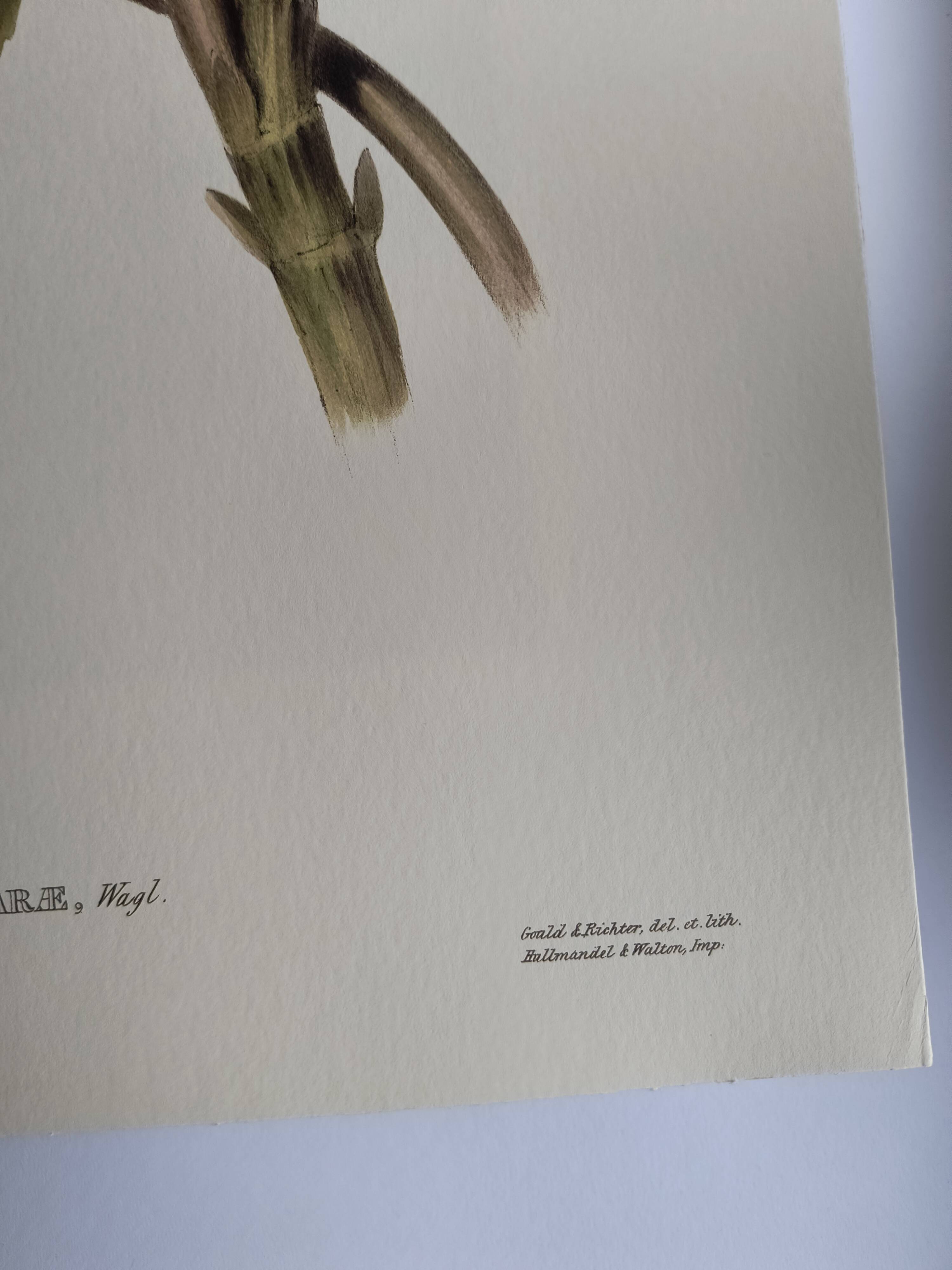 Illustration nature - Toucan Azarae - par Gould - planche jungle