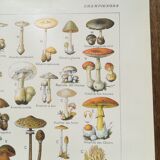 Lithograph on mushrooms from 1920