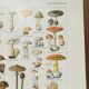 Lithographie sur les champignons de 1920