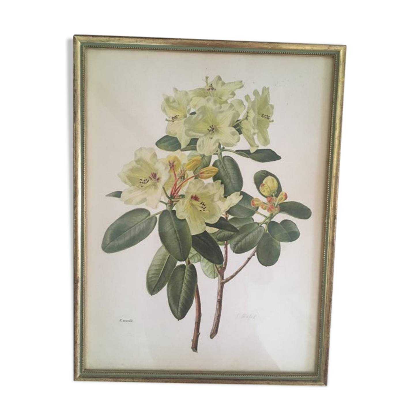 Botanical setting Rhododendron Wardii by Riefel