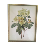 Botanical setting Rhododendron Wardii by Riefel