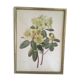 Botanical setting Rhododendron Wardii by Riefel