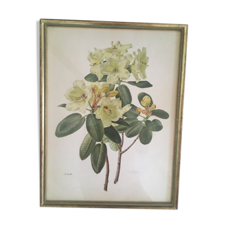 Botanical setting Rhododendron Wardii by Riefel