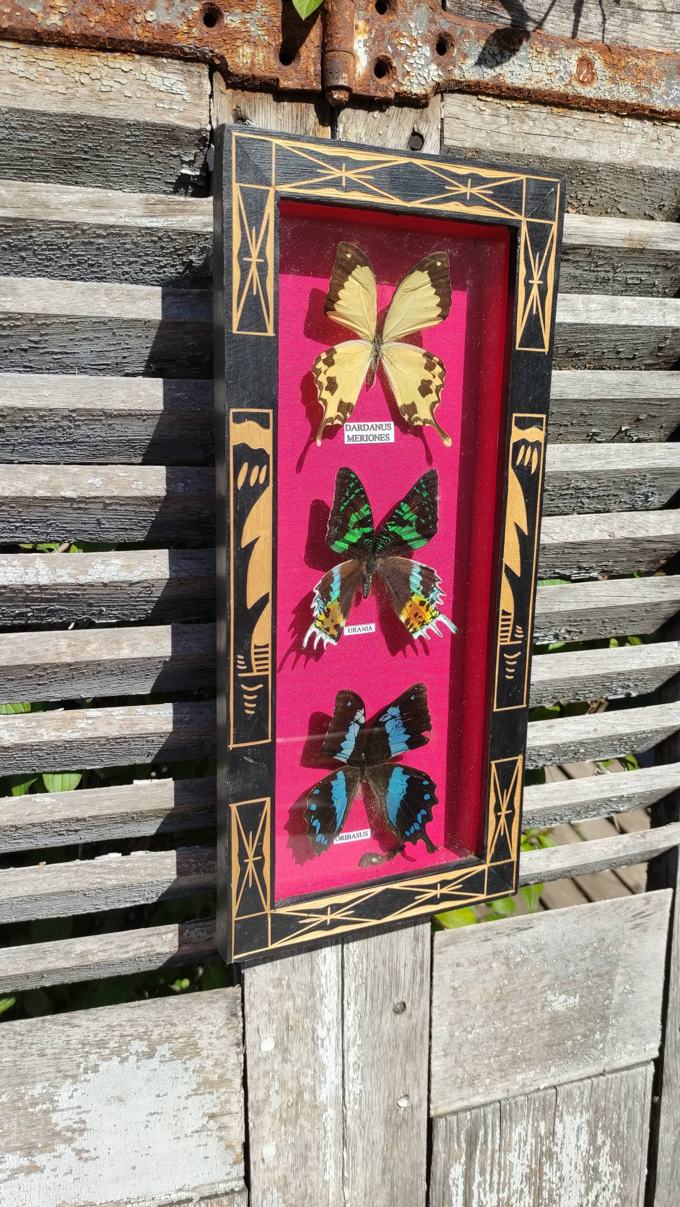 Vintage naturalized butterfly frame