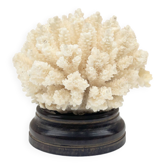 Old natural white coral paperweight and wooden base cabinet of curiosities
