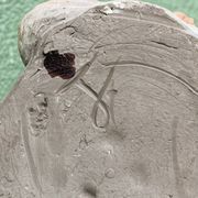 Lamp base in sculpted terracotta featuring birds, signed.