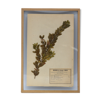 George Bert Herbarium