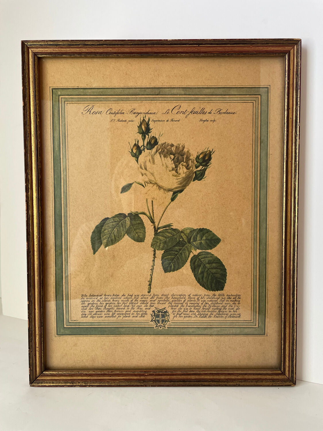 Botanical poster PJ Redoute
