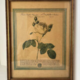 Botanical poster PJ Redoute