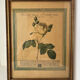 Botanical poster PJ Redoute