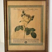 Botanical poster PJ Redoute