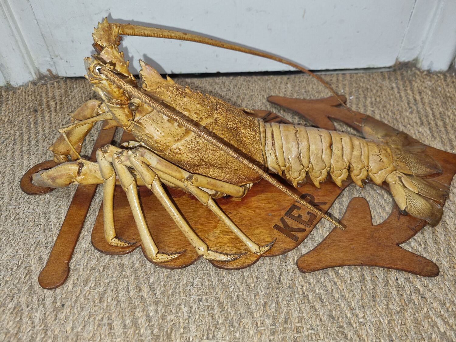 Naturalized lobster of the mid-twentieth century