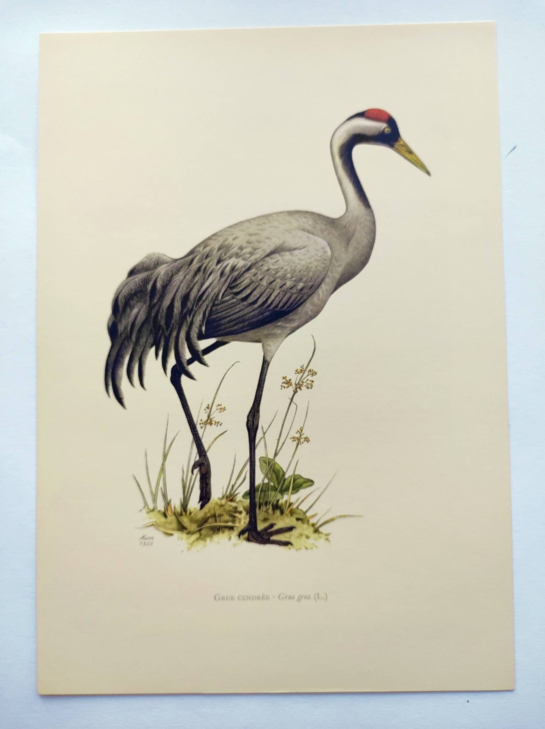 Old bird plate from the 1960s - Common Crane - Vintage illustration