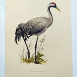 Old bird plate from the 1960s - Common Crane - Vintage illustration