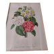 Engraving after Pierre Joseph Redouté engraved by Victor bouquet camellias