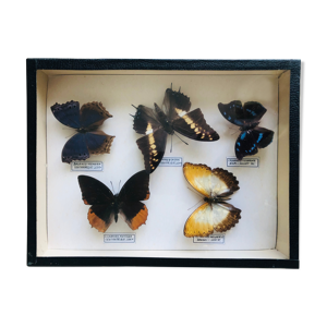 Ensemble de 5 papillons
