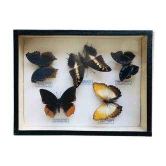 Set of 5 naturalized butterflies