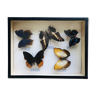 Ensemble de 5 papillons naturalisés