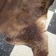 Cowhide / calfskin