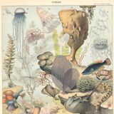 Lithograph plate the ocean its fauna and flora 1900