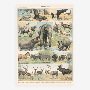 Old board on mammals 1897