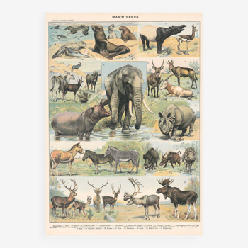 Planche ancienne sur les mammifères 1897