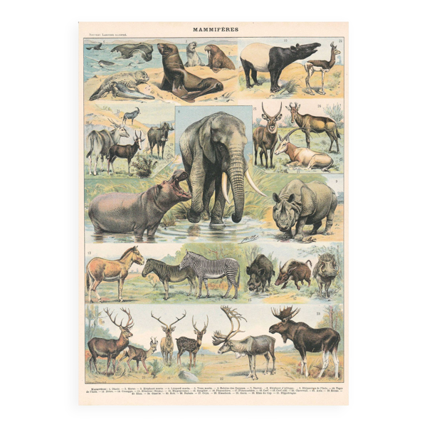 Planche ancienne sur les mammifères 1897
