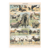 Old plate on mammals 1897