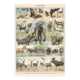 Planche ancienne sur les mammifères 1897