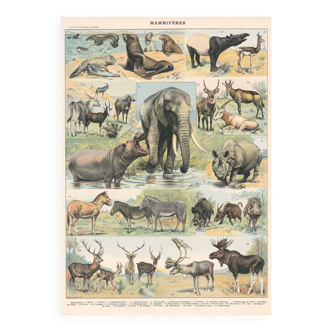 Old plate on mammals 1897