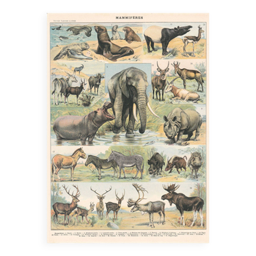 Old plate on mammals 1897