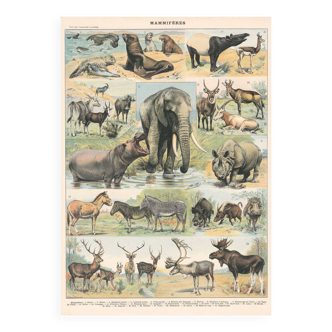 Old board on mammals 1897