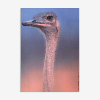 Poster marylène negro 1993 the ostrich