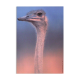 Poster marylène negro 1993 the ostrich