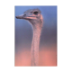 Poster marylène negro 1993 the ostrich