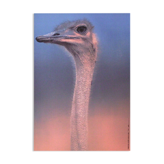 Poster marylène negro 1993 the ostrich