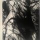 Lucien Clergue (1934-2014) - Nude in the forest 1973 Original Numbered Print