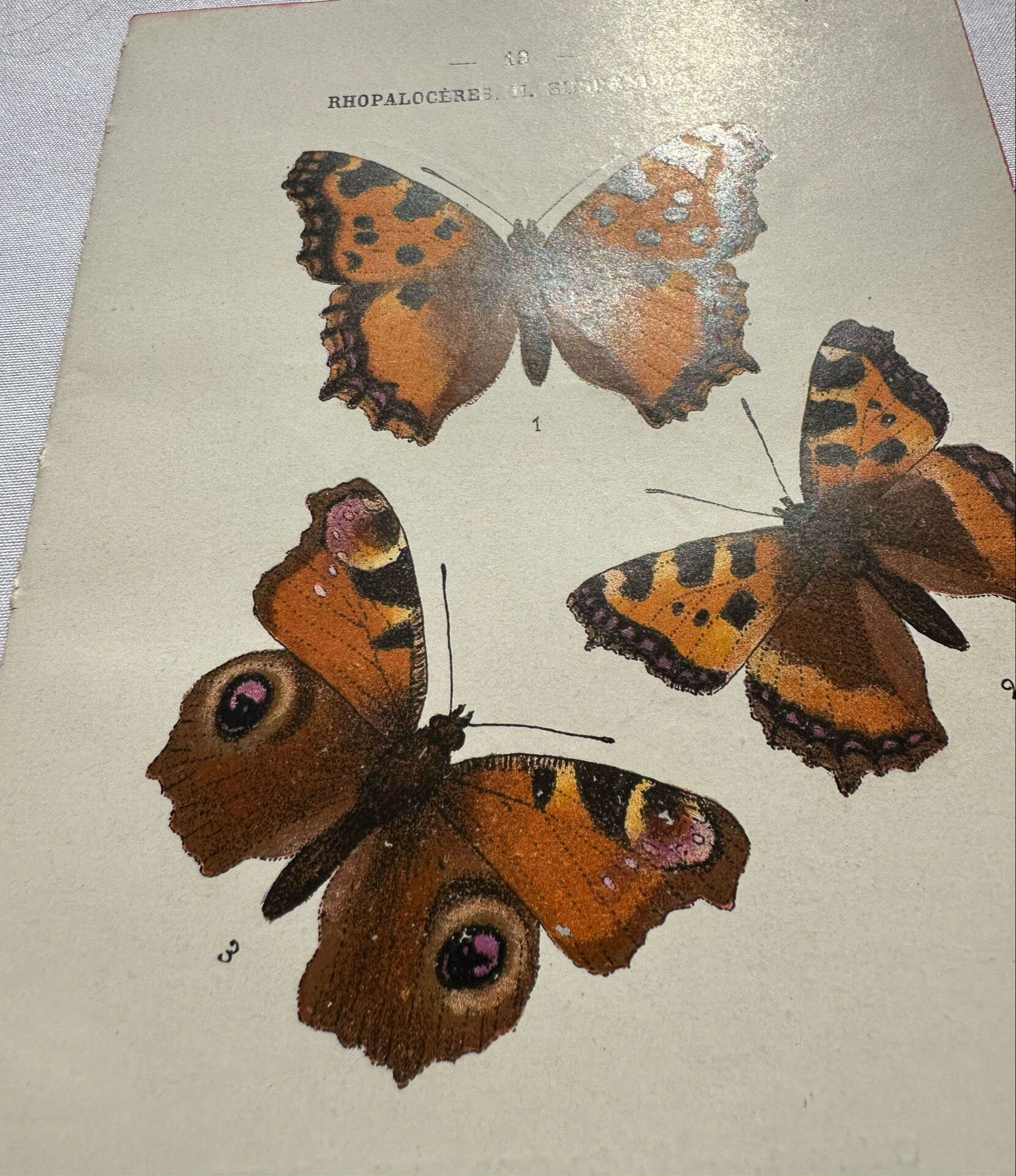 Botanical engraving double-sided butterflies naturalist plate etching