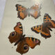 Botanical engraving double-sided butterflies naturalist plate etching