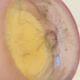 Ambiente Zwiesel Vase
