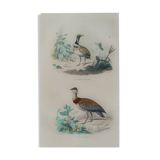 Ornithological Plate Buffon 1838 "Bustard & Little Bustard"