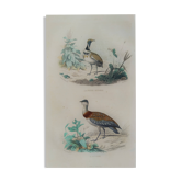 Planche Ornithologique Buffon 1838 "Outarde & Petite Outarde"